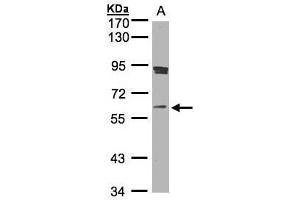 WB Image Sample(30 ug whole cell lysate) A:Raji , 7. (SCMH1 antibody  (Center))