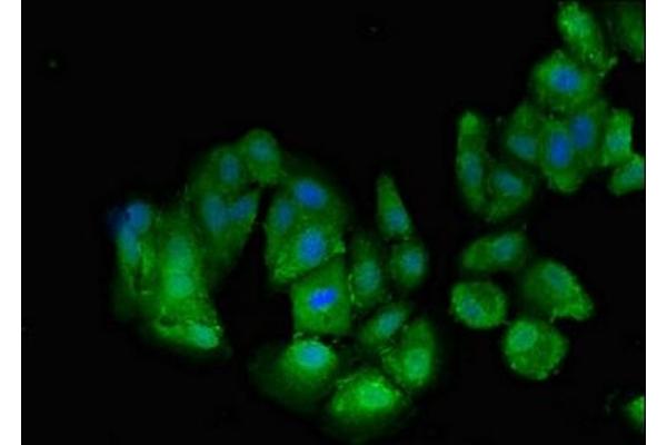 Transportin 3 antibody  (AA 382-458)