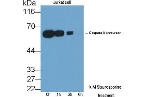 Detection of CASP8 in lysates of Jurkat cell line using Polyclonal Antibody to Caspase 8 (CASP8) (Caspase 8 antibody  (AA 385-479))