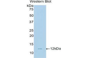 Western blot analysis of the recombinant protein. (NPPC antibody  (AA 33-125))