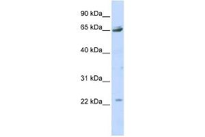 P2RX2 antibody used at 1 ug/ml to detect target protein. (P2RX2 antibody  (Middle Region))
