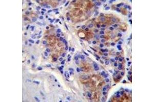Caspase-12 antibody immunohistochemistry analysis in formalin fixed and paraffin embedded human stomach tissue. (Caspase 12 antibody  (AA 165-193))