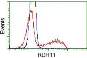 Image no. 1 for anti-Retinol Dehydrogenase 11 (All-Trans/9-Cis/11-Cis) (RDH11) antibody (ABIN1500654) (RDH11 antibody)