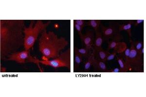 Immunofluorescence staining of methanol-fixed MEF cells untreated or treated with LY2904 using FKHR (Phospho-Ser256) Antibody. (FOXO1 antibody  (pSer256))