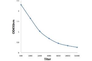 Antigen: 0. (ATP2B1 antibody  (AA 351-450))