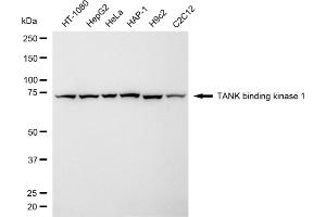 Western blotting analysis using TANK binding kinase 1 antibody (ABIN7800506).
