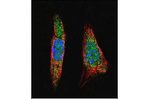 Confocal immunofluorescent analysis of SUMO1 Antibody (N-term) (ABIN1882136 and ABIN2845486) with  cell followed by Alexa Fluor 488-conjugated goat anti-rabbit lgG (green). (SUMO1 antibody  (N-Term))