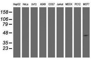 Image no. 2 for anti-Spermine Synthase, SMS (SMS) antibody (ABIN1501097) (SMS antibody)