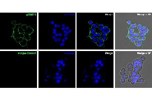anti-Nerve Growth Factor Receptor (NGFR) (AA 188-203), (Extracellular), (Stalk Region) antibody