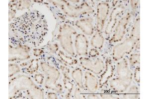 Immunoperoxidase of monoclonal antibody to NXF3 on formalin-fixed paraffin-embedded human kidney. (NXF3 antibody  (AA 1-531))