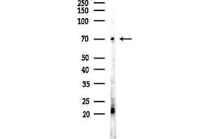 anti-Nuclear Receptor Coactivator 4 (NCOA4) (C-Term) antibody