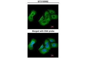 ICC/IF Image Immunofluorescence analysis of paraformaldehyde-fixed A549, using UAP1, antibody at 1:200 dilution. (UAP1 antibody)