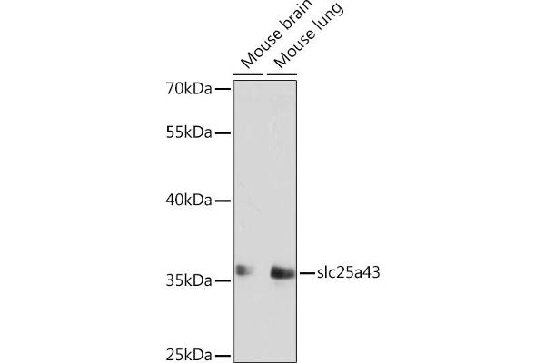 SLC25A43 antibody  (AA 1-100)