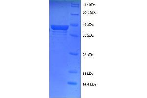 SDS-PAGE (SDS) image for Ribosomal Protein S16 (RPS16) (AA 2-142), (partial) protein (GST tag) (ABIN7479227)
