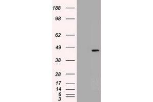 Image no. 3 for anti-SRY (Sex Determining Region Y)-Box 17 (SOX17) (AA 177-414) antibody (ABIN1491031)