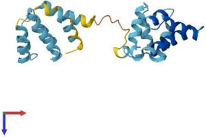 AlphaFold protein structure predicition of Human Recombinant CRADD Protein, UniprotID P78560 (CRADD Protein (AA 1-199) (His tag))