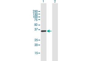 Western Blot analysis of RALYL expression in transfected 293T cell line by RALYL MaxPab polyclonal antibody. (RALYL antibody  (AA 1-291))