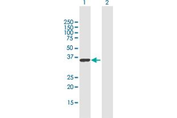 RALYL antibody  (AA 1-291)