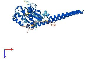 GIMAP4 Protein (AA 1-329) (His tag)