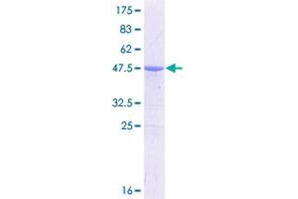 CDO1 Protein (AA 1-200) (GST tag)