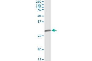Immunoprecipitation of HLA-DMB transfected lysate using anti-HLA-DMB monoclonal antibody and Protein A Magnetic Bead , and immunoblotted with HLA-DMB MaxPab rabbit polyclonal antibody. (HLA-DMB antibody  (AA 22-129))