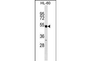 Western blot analysis in HL-60 cell line lysates (35ug/lane). (RNF14 antibody  (C-Term))