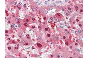 Human Liver (formalin-fixed, paraffin-embedded) stained with NDC80at 5 µg/ml followed by biotinylated anti-goat IgG secondary antibody, alkaline phosphatase-streptavidin and chromogen. (NDC80 antibody  (C-Term))