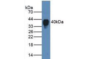 Figure. (Clusterin antibody  (AA 228-449))
