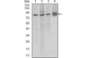 Western blot analysis using CDH5 mouse mAb against MCF-7 (1), A549 (2), HUVE-12 (3) cell lysate, and rat lung (4) tissue lysate.