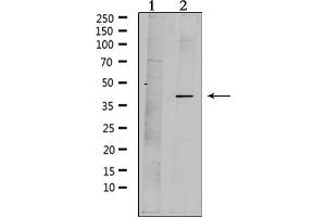Western blot analysis of extracts from mouse brain, using MPRA Antibody. (PAQR7 antibody  (C-Term))