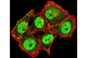 Immunofluorescence analysis of Hela cells using TDP43 mouse mAb (green). (TARDBP antibody)