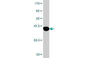 HOXB13 antibody  (AA 61-216)