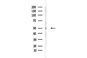 Western blot analysis of lysates from RAW264.