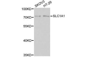 Western blot analysis of extracts of various cell lines, using SLC1A1 antibody (ABIN6003519) at 1/1000 dilution. (SLC1A1 antibody)
