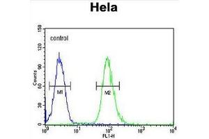 CLDN7 Antibody (C-term) flow cytometric analysis of Hela cells (right histogram) compared to a negative control cell (left histogram). (Claudin 7 antibody  (C-Term))