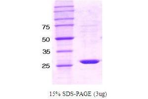SHP1 Protein