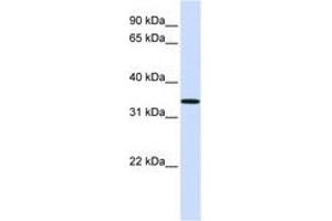 Image no. 1 for anti-Chromosome 16 Open Reading Frame 78 (C16orf78) (AA 108-157) antibody (ABIN6741159) (C16orf78 antibody  (AA 108-157))