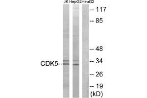 Western Blotting (WB) image for anti-Cyclin-Dependent Kinase 5 (CDK5) (Tyr15) antibody (ABIN1848071) (CDK5 antibody  (Tyr15))