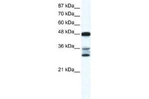 WB Suggested Anti-TNFSF10 Antibody Titration:  0. (TRAIL antibody  (N-Term))