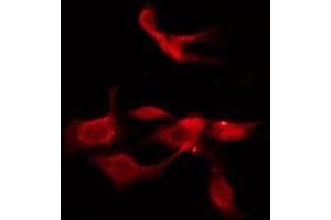 ABIN6275969 staining HepG2 by IF/ICC. (CHRM1 antibody  (C-Term))