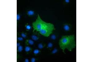 Image no. 1 for anti-SH3-Domain GRB2-Like 1 (SH3GL1) antibody (ABIN1500919) (SH3GL1 antibody)