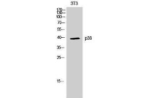 Western Blotting (WB) image for anti-Mitogen-Activated Protein Kinase 14 (MAPK14) (Ser272) antibody (ABIN3186257) (MAPK14 antibody  (Ser272))