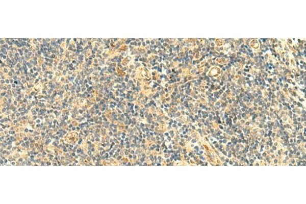 ASB6 antibody