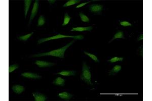 Immunofluorescence of purified MaxPab antibody to PIN4 on HeLa cell. (PIN4 antibody  (AA 1-156))