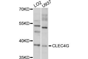 Western blot analysis of extracts of LO2 and U937 cells, using CLEC4G antibody.