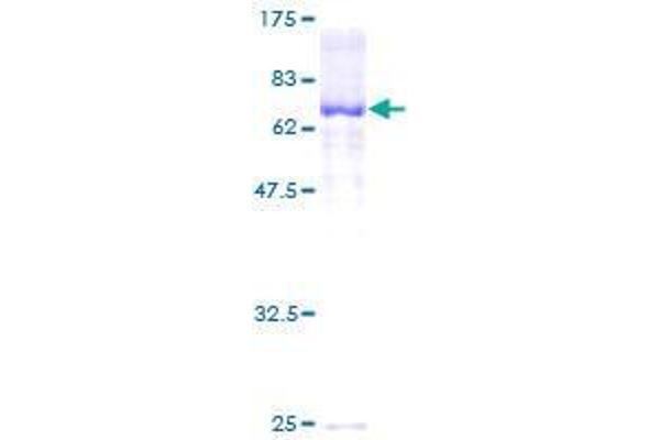 SERPINA10 Protein (AA 22-444) (GST tag)