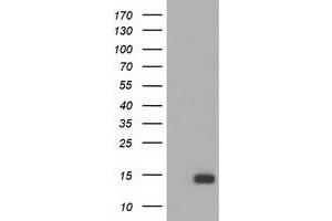 Western Blotting (WB) image for anti-Follicle Stimulating Hormone, beta Polypeptide (FSHB) antibody (ABIN1498316)