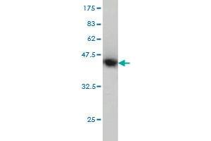 Western Blot detection against Immunogen (40. (FAK antibody  (AA 355-490))