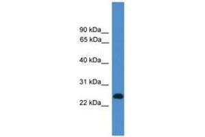 Image no. 1 for anti-CD27 Molecule (CD27) (C-Term) antibody (ABIN6745479) (CD27 antibody  (C-Term))