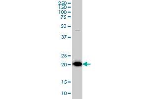 TPT1 monoclonal antibody (M01), clone 3C7 Western Blot analysis of TPT1 expression in HepG2 . (TPT1 antibody  (AA 35-138))